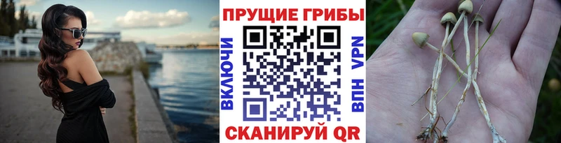 Галлюциногенные грибы Psilocybe Эртиль